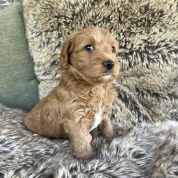 Hope - Red  female Goldendoodle puppy in Placerville, California from New Dawn Poodles and Doodles