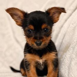 Soren - Black and tan male Yorkshire Terrier puppy in Iron Mountain, Michigan from Celestial Family Terriers (Yooper Yorkies)