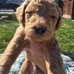 Hugo - Apricot male Goldendoodle puppy in Red Oak, Iowa from Fisher Pups-Stay Golden with a Doodle