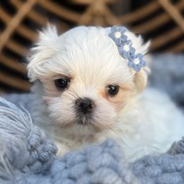 Harris - White male Maltese puppy in Newport Beach, California from Exotic City Pomeranians and chihuahuas