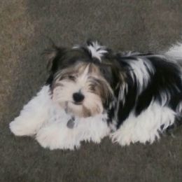 Biewer Terrier and Yorkshire Terrier All Grown Up from Cynthia's Puppies