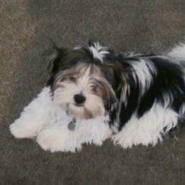 Biewer Terrier and Yorkshire Terrier All Grown Up from Cynthia's Puppies