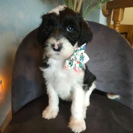 Bacon - Black and white female Sheepadoodle puppy in Farley, Iowa from Iowa's Doodle Co.