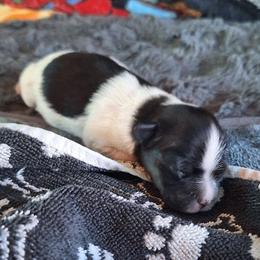 Papillon puppies from Happy Pappy Patch - Papillons