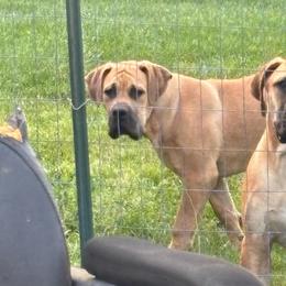 Groot - Fawn male Boerboel puppy in Flemingsburg, Kentucky from Aussgardian Boerboels