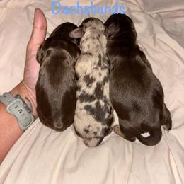 Apollo - Dapple male Dachshund puppy in Humble, Texas from Monica’s Treasured Dachshunds