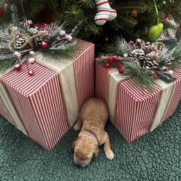 Girl 1 - female Golden Retriever puppy in Hickory, North Carolina from Coyote Creek Farm and Kennel