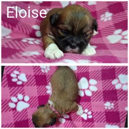 Eloise - Red female Lhasa Apso puppy in Cincinnati, Ohio from Shangri-La Lhasa Apsos