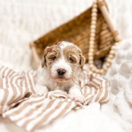 Bunny - Parti female Goldendoodle puppy in Sulphur, Louisiana from Curly Q’s Of Carlyss