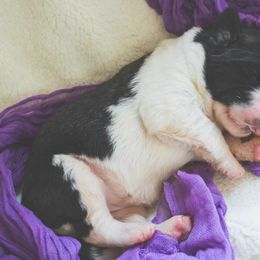 Saint Bernard Puppies from Atkinson Saint Bernards