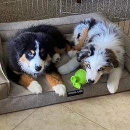 Miniature American Shepherds from Crown Kennel