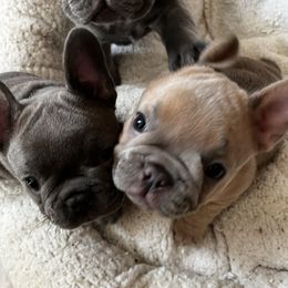 French Bulldogs from Casa de Frenchie