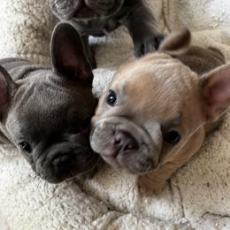 French Bulldogs from Casa de Frenchie