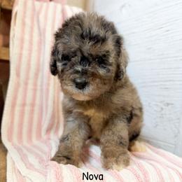 Nova - Merle female Labradoodle puppy in Grove, Oklahoma from Guinn Family Farms