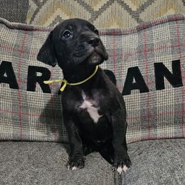Zelda - Black female Great Dane puppy in Jerusalem, Arkansas from Mara Danes