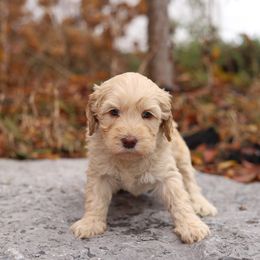Light Blue - Caramel cream female Australian Labradoodle puppy in Williamstown, New York from Lewis Manor Labradoodles