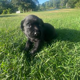 Labrador Retriever Puppies from Our Little Farm