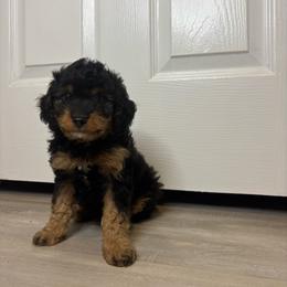 Onyx - Black and tan male Cavapoo puppy in Gap, Pennsylvania from Luxe Cavapoo LLC