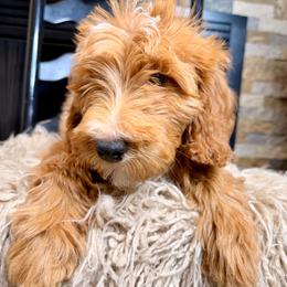 Brody - Red male Bernedoodle puppy in Tyner, Kentucky from Good Dog Doodles