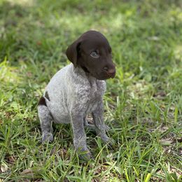 Female 2 - Liver roan female German Shorthaired Pointer puppy in Weeki Wachee, Florida from River Ridge GSP