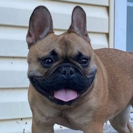 French Bulldogs from Jeff's French Bulldogs