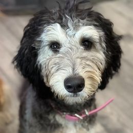 Goldendoodle puppies from Camp Doodle Woods