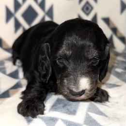 Girl 2 - Black and tan female Dachshund puppy in Fredonia, Arizona from Desert Horizon Dachshunds