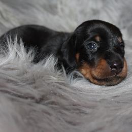 Boy 2 - Black and tan male Dachshund puppy in Craig, Colorado from Rocky Mountain Shih Tzus and Dry Creek Miniature Dachshunds