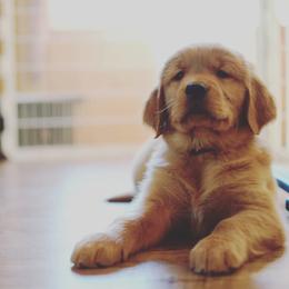 Columbia River Goldens breeder of Golden Retriever