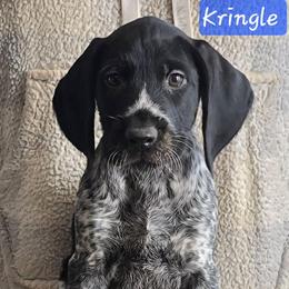 Boy 2 - Black and white male German Wirehaired Pointer puppy in Wellston, Ohio from Blue Line GWPs