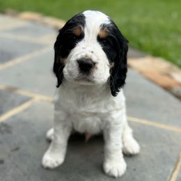 Rooster - Black white and tan male English Springer Spaniel puppy in Hillsboro, Virginia from Hillsboro Springers