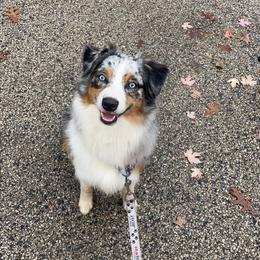 Jupiter - Australian Shepherd