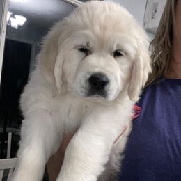 Golden Retriever Puppies from Life is Golden Retrievers