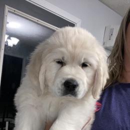Golden Retriever Puppies from Life is Golden Retrievers