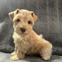 Sofia - Wheaten female Miniature Schnauzer puppy in Norman, Oklahoma from Priscilla's Miniature Schnauzers