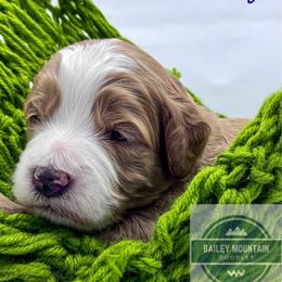 Blue Boy - Red  male Goldendoodle puppy in Travelers Rest, South Carolina from Bailey Mountain Doodles