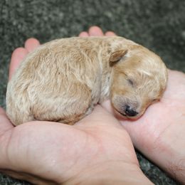 Poodle puppies from His and Hers Poodles and Doodles