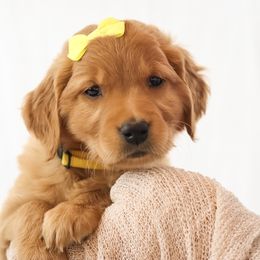 Jane - Dark golden female Golden Retriever puppy in Idaho Falls, Idaho from Brinton Goldens