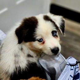 Stars - Blue merle male Australian Shepherd puppy in Silex, Missouri from Small Town Australian Shepherds