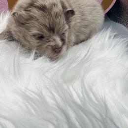 Girl 1 - Chocolate merle female Pomeranian puppy in Brentwood, California from Royalpawpoms