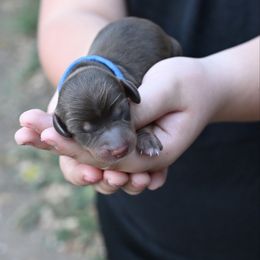 Blue Collar - Chocolate and tan male Dachshund puppy in Merkel, Texas from Ragan's Little Dachshunds