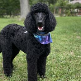 Goldendoodles and Poodles from Top of the Hill Doodles