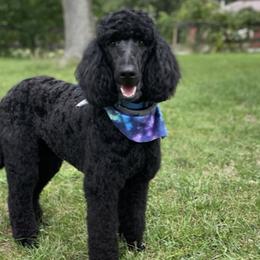 Goldendoodles and Poodles from Top of the Hill Doodles