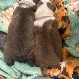 Grey collar - Brindle and white male Boston Terrier puppy in Taylorsville, North Carolina from Jessica's Boston Terriers