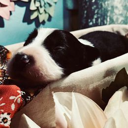 Border Collie Puppies from SoCal Border Collies
