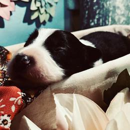 Border Collie Puppies from SoCal Border Collies