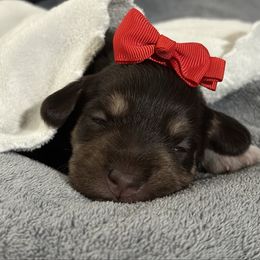 Red - Liver female Miniature Schnauzer puppy in White Plains, Kentucky from Devon Dunlap