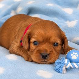Puppy 5, Red Collar, Male - Ruby male Cavalier King Charles Spaniel puppy in Paterson, Washington from Royal Garden Cavaliers