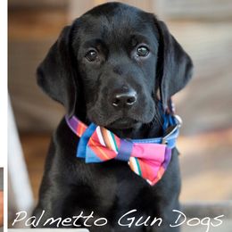Labrador Retriever Puppies from Palmetto Gun Dogs