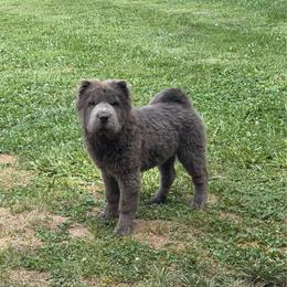 Princess - Blue dilute female Chinese Shar-Pei puppy in Auburn, Kansas from Justin's Chinese Shar-Pei
